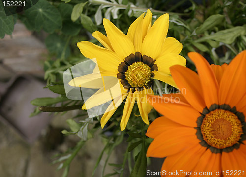 Image of yellow and orange gazania