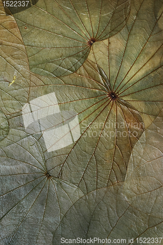 Image of Leaf Background