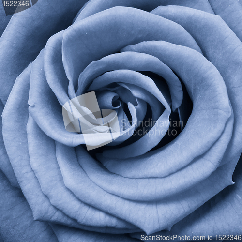 Image of blue rose