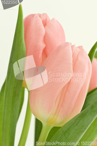 Image of orange tulips