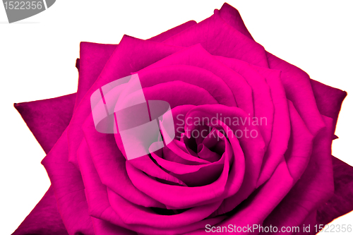 Image of pink rose