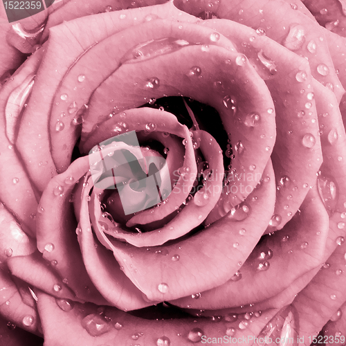 Image of pink rose