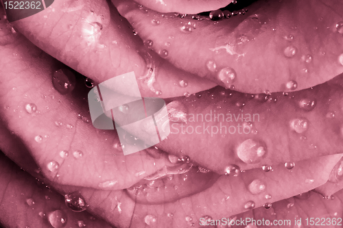 Image of pink rose