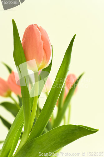 Image of orange tulips