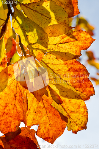 Image of autumn foliage