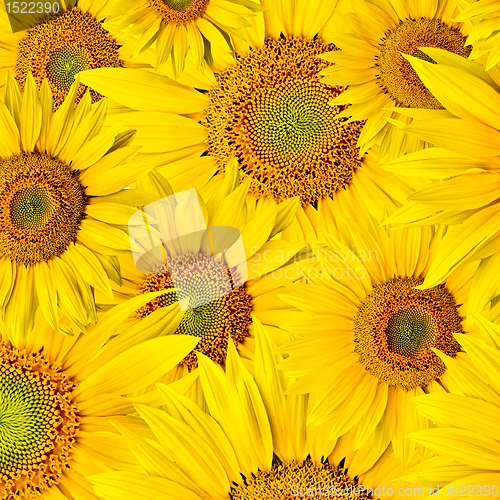 Image of sunflower background