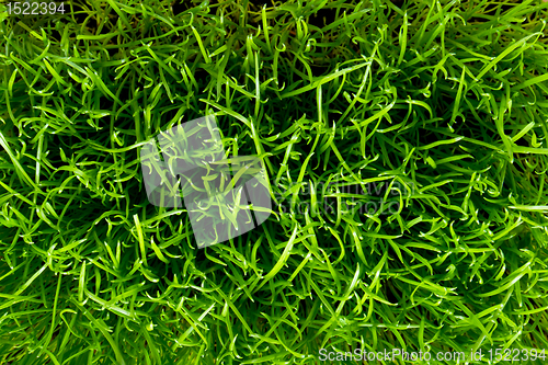 Image of green grass