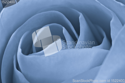 Image of blue rose macro