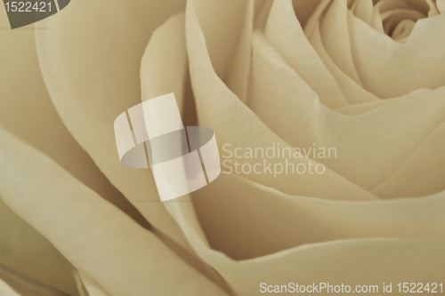 Image of white rose macro