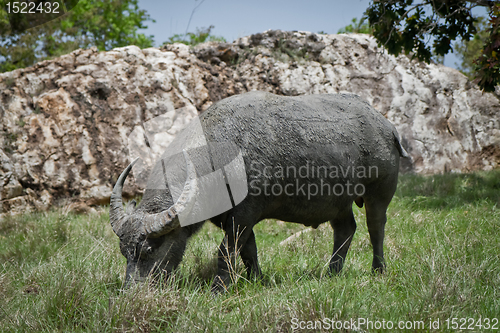 Image of water buffalo