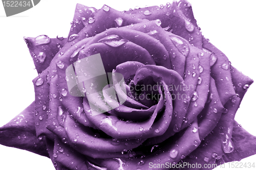 Image of violet rose
