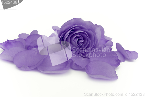 Image of violet rose macro