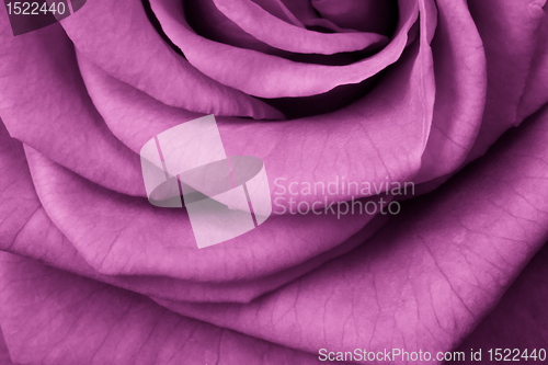 Image of pink rose