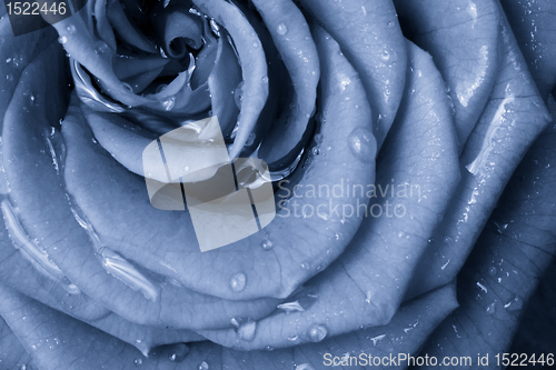 Image of blue rose