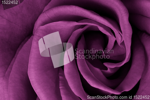 Image of pink rose