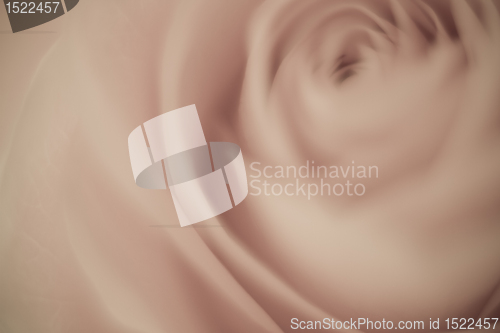 Image of rose macro