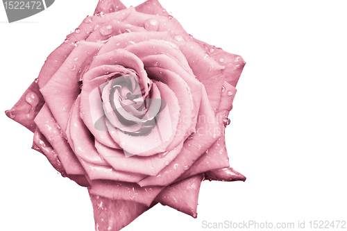 Image of pink rose