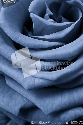 Image of blue rose