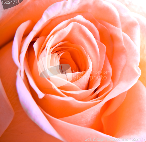 Image of pink rose petals