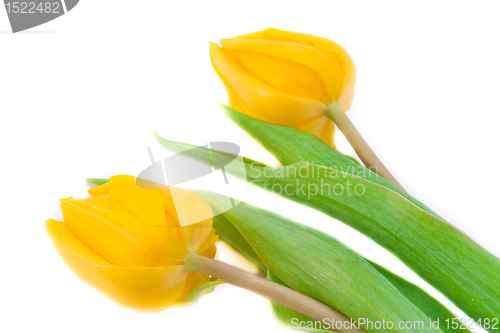 Image of tulips