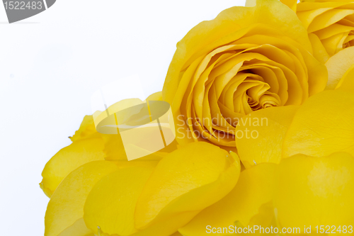 Image of yellow rose macro