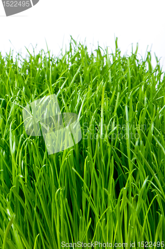 Image of green grass