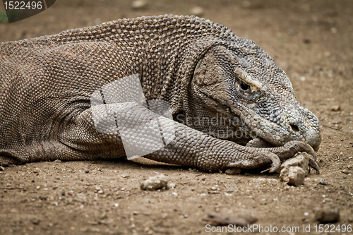 Image of komodo dragon in natural habitat