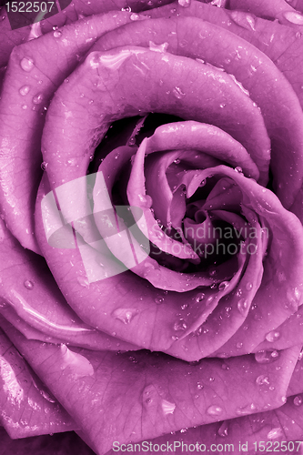 Image of pink rose