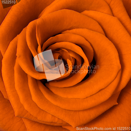 Image of orange rose