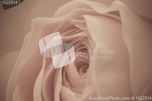 Image of rose macro