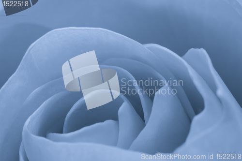 Image of blue rose macro