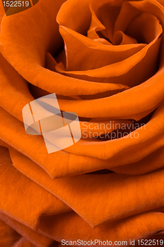 Image of orange rose