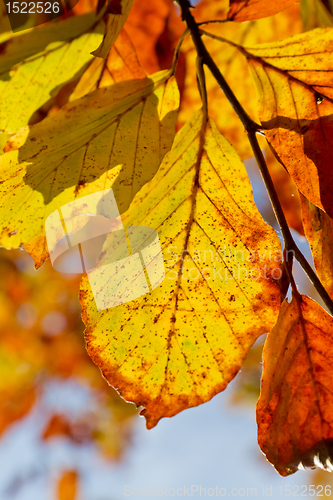 Image of autumn foliage
