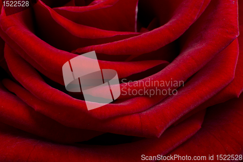 Image of red rose