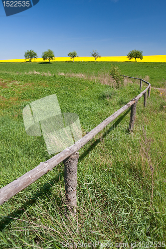 Image of rape field