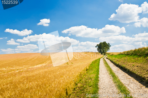 Image of agriculture landscape