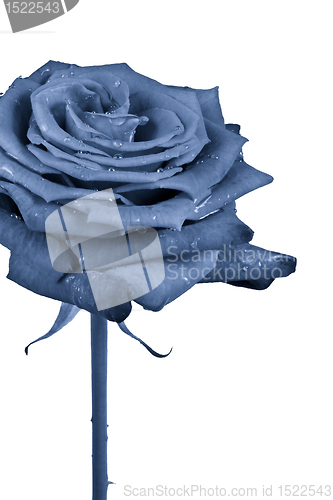 Image of blue rose