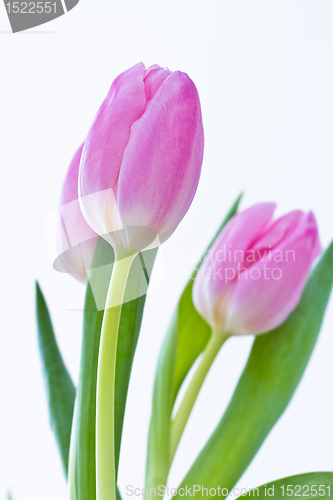 Image of pink tulips