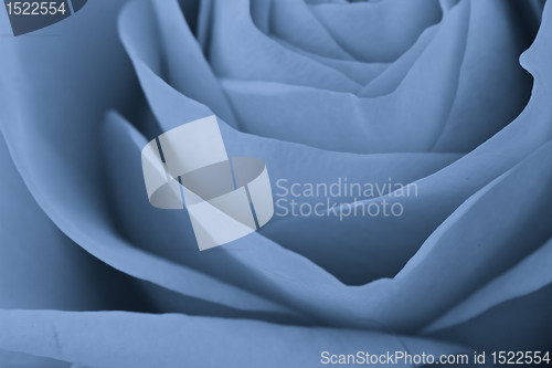 Image of blue rose macro
