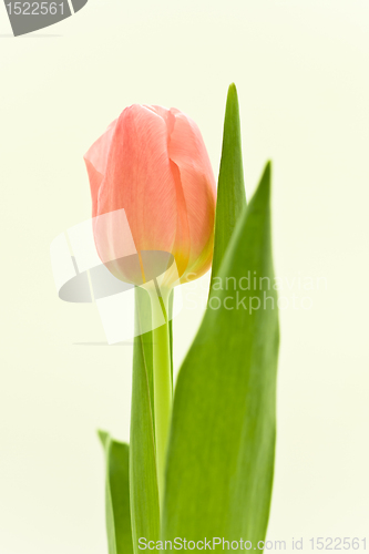 Image of orange tulips