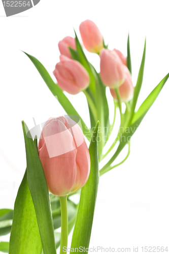 Image of orange tulips