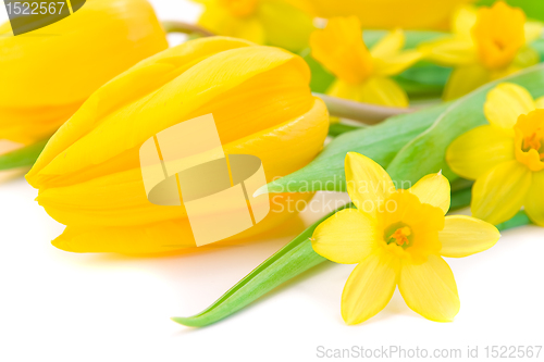Image of tulips and daffodils