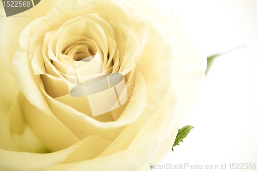 Image of white rose petals