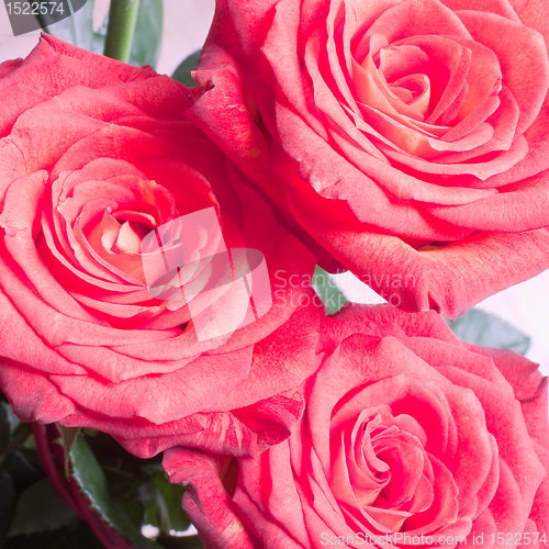 Image of rose bouquet