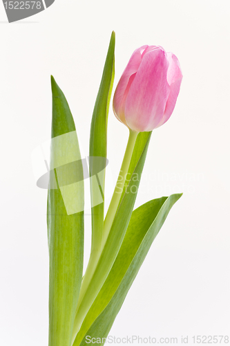 Image of pink tulips