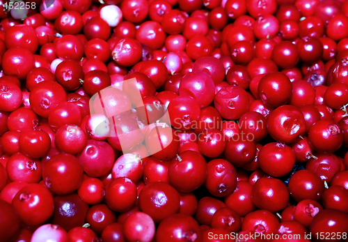 Image of red berrys