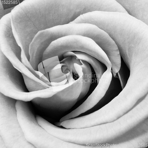 Image of white rose