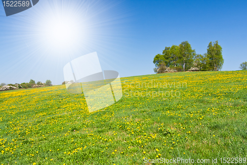 Image of grassland in the springtime