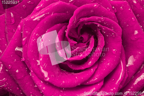 Image of pink rose