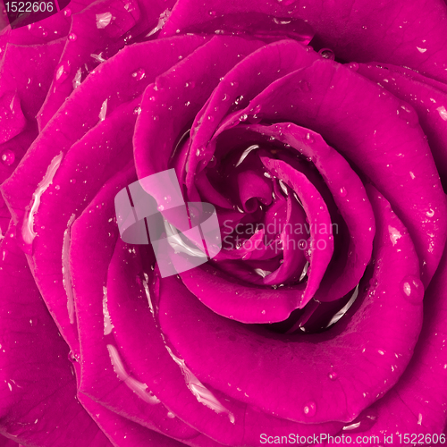 Image of pink rose